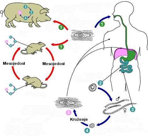 lifecycle